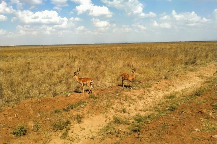 Impala 