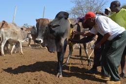 Livestock monitoring  at  UON Kibwezi Dryland farm