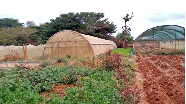 Horticulture activities at Kibwezi field station 