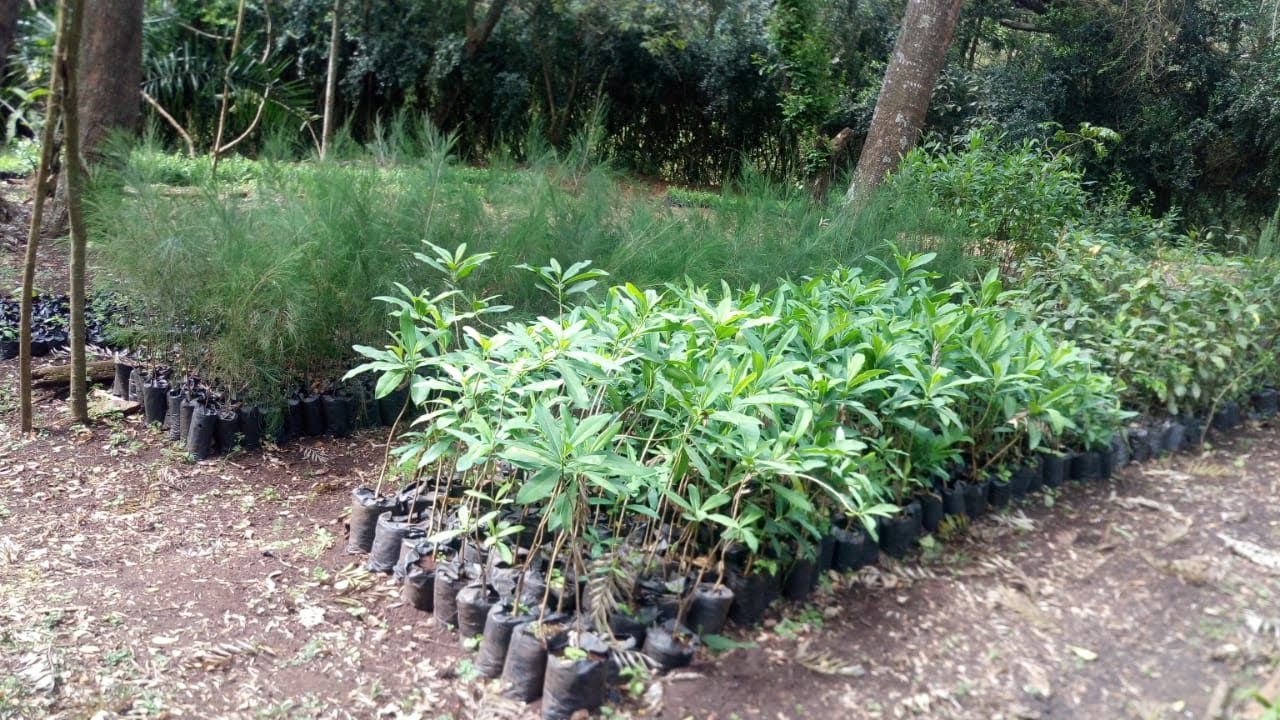 Tree seedlings ready to plant in OND 2021  Rainy season