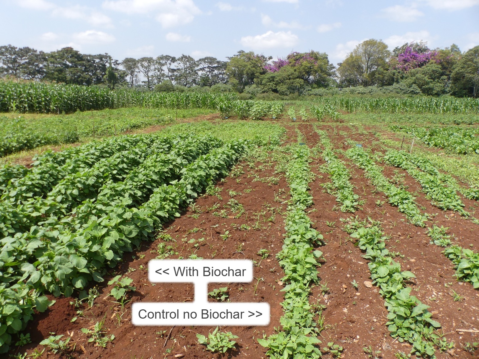 Biochar Innovation trials 