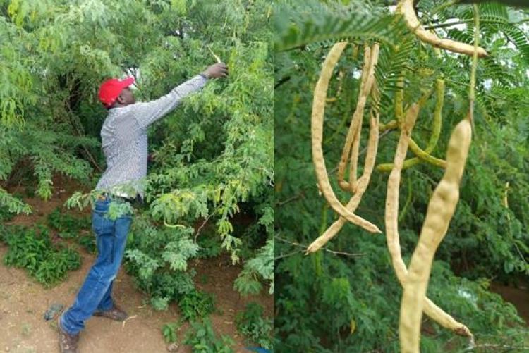 Dr. Koech collecting Prosopis pods