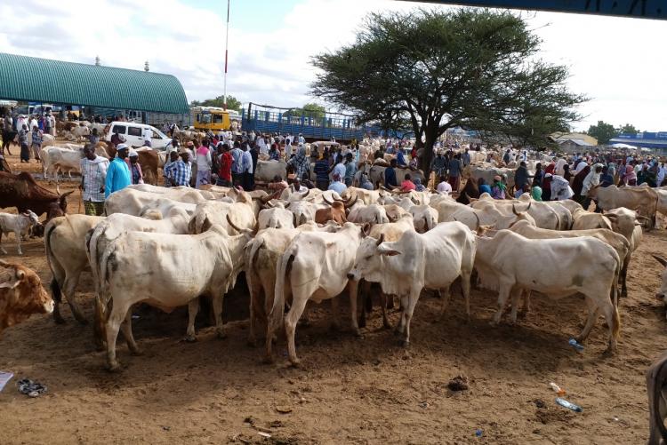 Livestock trading underway 1