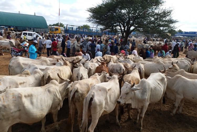 Livestock trading underway