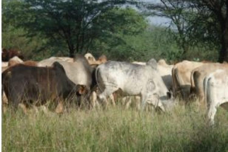  Livestock in pastoral communities of Kenya