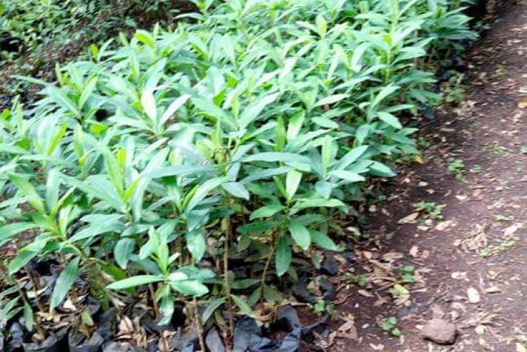 Seedlings at Ngong