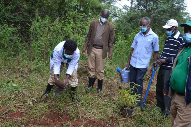 CAVS Principal, Prof. Nyikal Planting trees