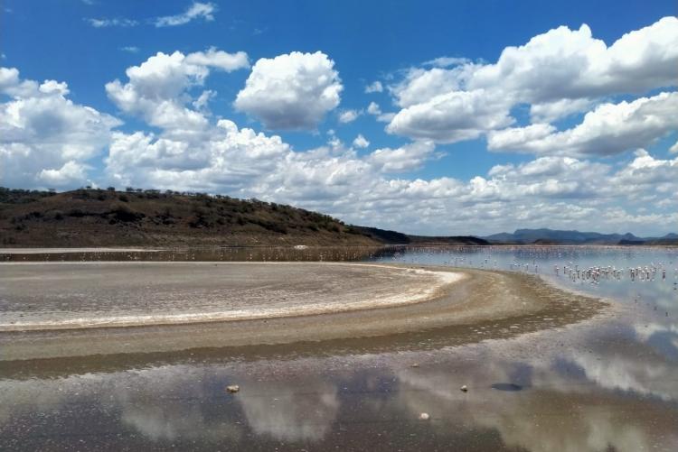 Processed S. ash into  ponds