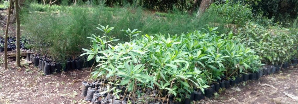 Tree seedlings ready to plant in OND 2021  Rainy season