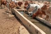 Cattle drinking water 