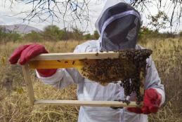 Bee keeping short course