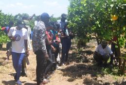 Farmer demonstrating on Conservation Agriculture in Pixel oranges farming